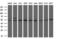 Protein Kinase, Membrane Associated Tyrosine/Threonine 1 antibody, GTX83875, GeneTex, Western Blot image 