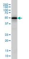 Early Growth Response 1 antibody, H00001958-M07, Novus Biologicals, Western Blot image 