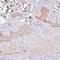 Homeobox C12 antibody, PA5-63152, Invitrogen Antibodies, Immunohistochemistry paraffin image 