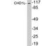 Chromodomain Helicase DNA Binding Protein 1 Like antibody, LS-C199812, Lifespan Biosciences, Western Blot image 