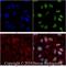 Tumor Protein P53 Binding Protein 1 antibody, NBP2-25028, Novus Biologicals, Immunofluorescence image 