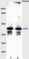 Radical S-Adenosyl Methionine Domain Containing 2 antibody, orb2988, Biorbyt, Western Blot image 