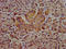 Hepsin antibody, LS-C671101, Lifespan Biosciences, Immunohistochemistry paraffin image 
