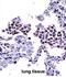 Toll Like Receptor 8 antibody, abx027737, Abbexa, Immunohistochemistry paraffin image 