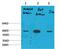 Potassium Two Pore Domain Channel Subfamily K Member 10 antibody, A06042, Boster Biological Technology, Western Blot image 