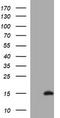 Microseminoprotein Beta antibody, LS-C799537, Lifespan Biosciences, Western Blot image 