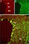 Transient Receptor Potential Cation Channel Subfamily C Member 4 antibody, GTX12247, GeneTex, Immunohistochemistry frozen image 