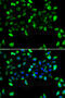 Eukaryotic Translation Initiation Factor 3 Subunit H antibody, MBS129768, MyBioSource, Immunofluorescence image 