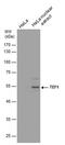 TEA Domain Transcription Factor 1 antibody, MA5-27786, Invitrogen Antibodies, Western Blot image 