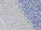 Retinoic Acid Receptor Alpha antibody, 13-155, ProSci, Immunohistochemistry frozen image 