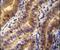 Angiopoietin 2 antibody, PA5-23612, Invitrogen Antibodies, Immunohistochemistry frozen image 