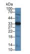 Chondromodulin antibody, MBS2026585, MyBioSource, Western Blot image 