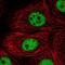 T-Box 2 antibody, NBP1-89459, Novus Biologicals, Immunofluorescence image 