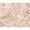 Progesterone Immunomodulatory Binding Factor 1 antibody, MBS248934, MyBioSource, Immunohistochemistry frozen image 