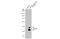 Cellular Communication Network Factor 2 antibody, GTX635971, GeneTex, Western Blot image 