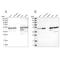 Thioredoxin Domain Containing 5 antibody, NBP2-13497, Novus Biologicals, Western Blot image 