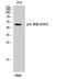 C-X-C Motif Chemokine Receptor 2 antibody, STJ91096, St John