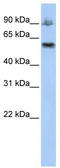 Activating Signal Cointegrator 1 Complex Subunit 2 antibody, TA329492, Origene, Western Blot image 
