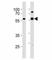 GATA Binding Protein 6 antibody, F52929-0.4ML, NSJ Bioreagents, Western Blot image 