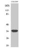 Mitochondrial Ribosomal Protein L4 antibody, A14430-1, Boster Biological Technology, Western Blot image 