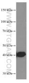 Tubulin Tyrosine Ligase antibody, 66076-1-Ig, Proteintech Group, Western Blot image 