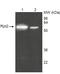 Proteasome 26S Subunit, ATPase 1 antibody, A05555, Boster Biological Technology, Western Blot image 