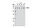 Structural maintenance of chromosomes protein 3 antibody, 5696S, Cell Signaling Technology, Western Blot image 