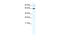 T-Box 21 antibody, 28-638, ProSci, Western Blot image 