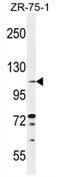 Tolloid Like 2 antibody, AP54270PU-N, Origene, Western Blot image 