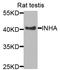 Inhibin Subunit Alpha antibody, A1734, ABclonal Technology, Western Blot image 