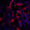 Rat CD152 antibody, LS-C669065, Lifespan Biosciences, Immunofluorescence image 