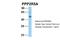 Protein Phosphatase 2 Regulatory Subunit B'Alpha antibody, NBP1-53663, Novus Biologicals, Western Blot image 