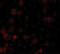 BCL2 Binding Component 3 antibody, GTX29645, GeneTex, Immunofluorescence image 