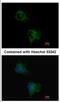 Taste 1 Receptor Member 1 antibody, NBP2-20571, Novus Biologicals, Immunofluorescence image 