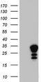 Galectin 3 antibody, LS-C339271, Lifespan Biosciences, Western Blot image 