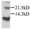 C-X-C Motif Chemokine Ligand 12 antibody, GTX45117, GeneTex, Western Blot image 