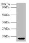 Interferon Gamma antibody, A53166-100, Epigentek, Western Blot image 