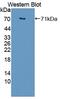 Apolipoprotein A4 antibody, abx130656, Abbexa, Western Blot image 