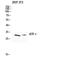 Activating Transcription Factor 1 antibody, STJ91743, St John