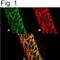 ATPase Plasma Membrane Ca2+ Transporting 4 antibody, NB300-569, Novus Biologicals, Immunofluorescence image 