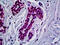 RUNX Family Transcription Factor 1 antibody, 51-677, ProSci, Immunohistochemistry paraffin image 