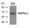 Protein Kinase AMP-Activated Catalytic Subunit Alpha 1 antibody, 79-330, ProSci, Western Blot image 
