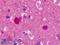 Nitric Oxide Synthase 1 antibody, LS-B1602, Lifespan Biosciences, Immunohistochemistry paraffin image 