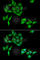 Cyclin C antibody, A6545, ABclonal Technology, Immunofluorescence image 