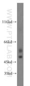 Gamma-Aminobutyric Acid Type A Receptor Alpha3 Subunit antibody, 12708-1-AP, Proteintech Group, Western Blot image 