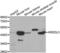 Killer Cell Immunoglobulin Like Receptor, Two Ig Domains And Long Cytoplasmic Tail 3 antibody, LS-C331641, Lifespan Biosciences, Western Blot image 