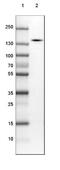 SLIT-ROBO Rho GTPase Activating Protein 2 antibody, NBP1-88830, Novus Biologicals, Western Blot image 