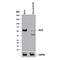 Kruppel Like Factor 5 antibody, AF3758, R&D Systems, Western Blot image 