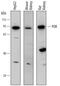 Cytochrome P450 Oxidoreductase antibody, AF6340, R&D Systems, Western Blot image 