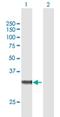 Zinc Finger AN1-Type Containing 3 antibody, H00060685-B01P, Novus Biologicals, Western Blot image 